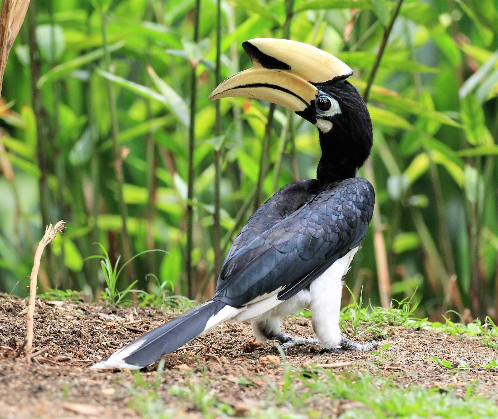 Oriental Pied-Hornbill Photo by Steven Cheong
