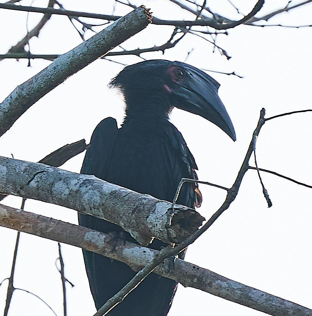 Black Hornbill Photo by Steven Cheong
