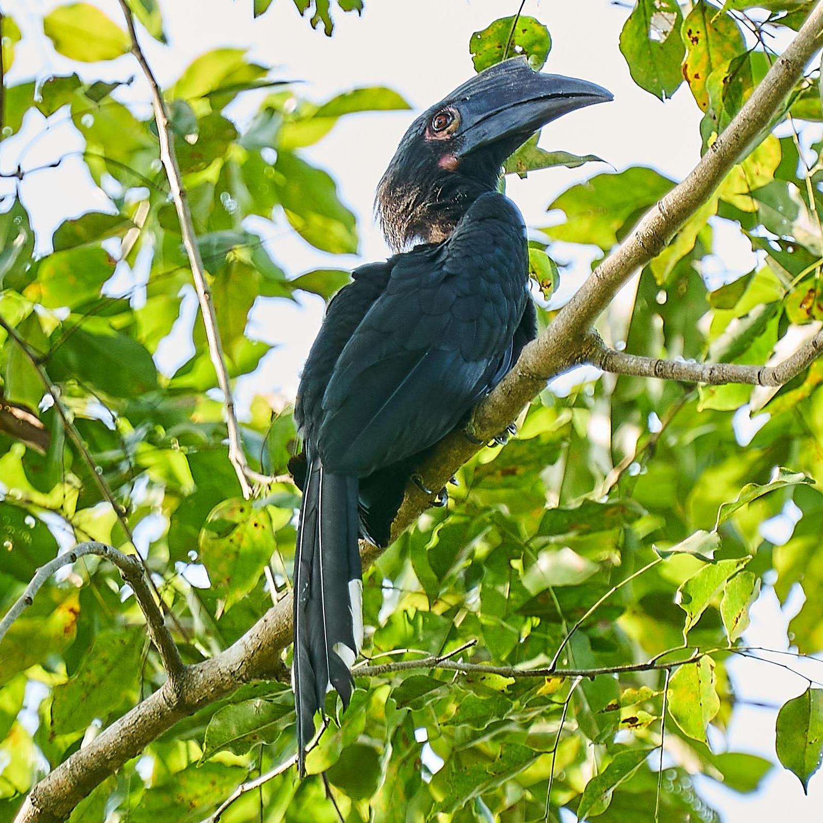 Black Hornbill Photo by Steven Cheong
