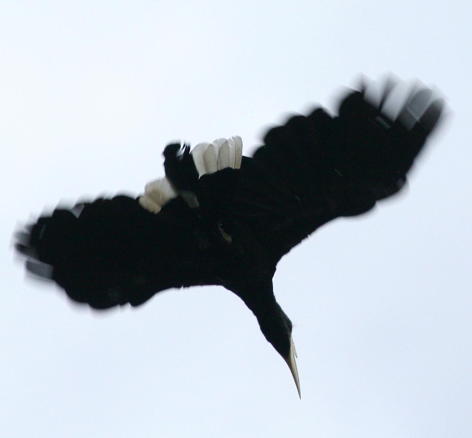 Black Hornbill Photo by Lee Harding