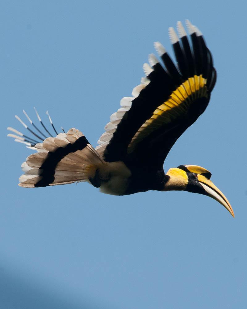 Great Hornbill Photo by Tom Reynolds
