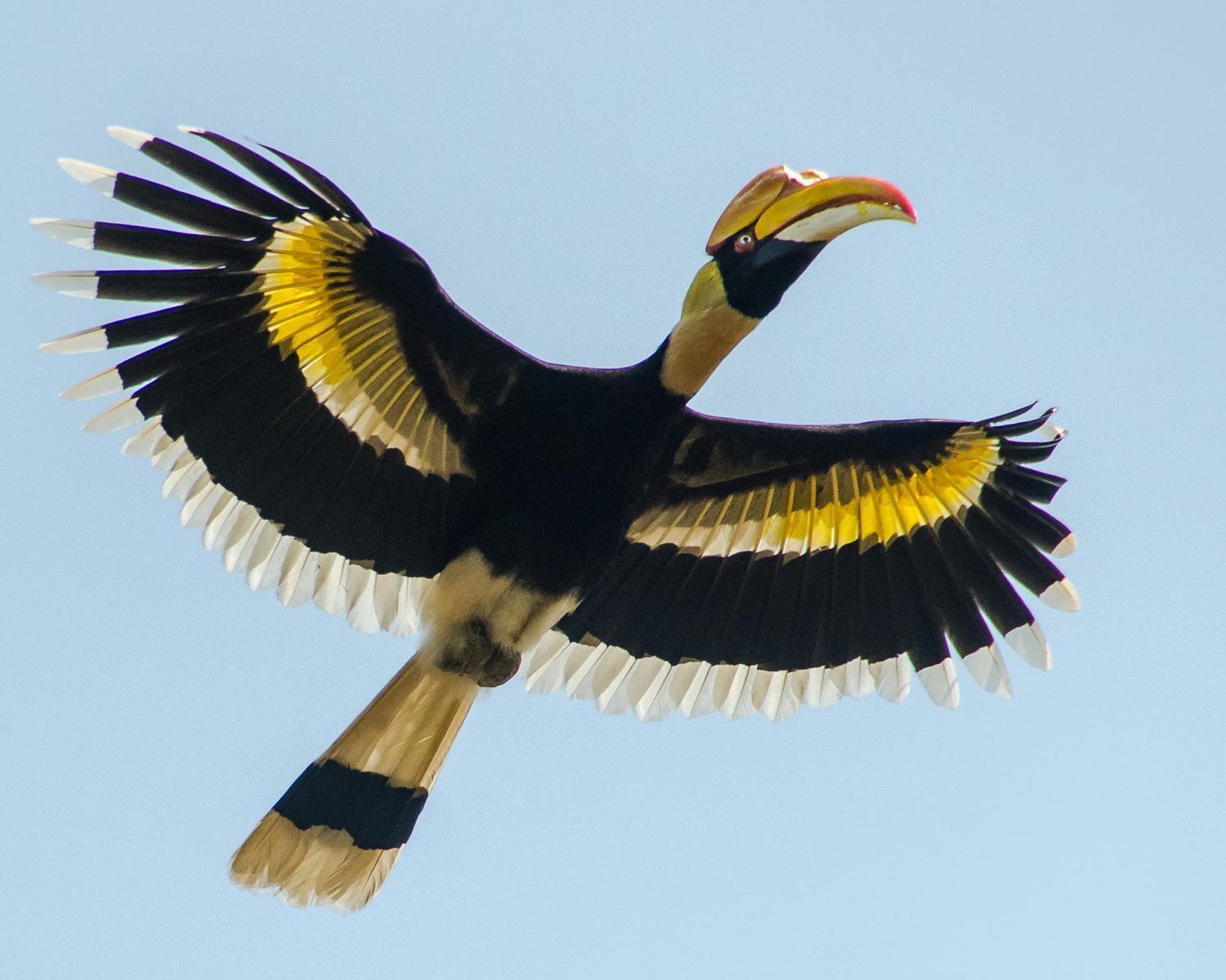 Great Hornbill Photo by Lisa Orchard