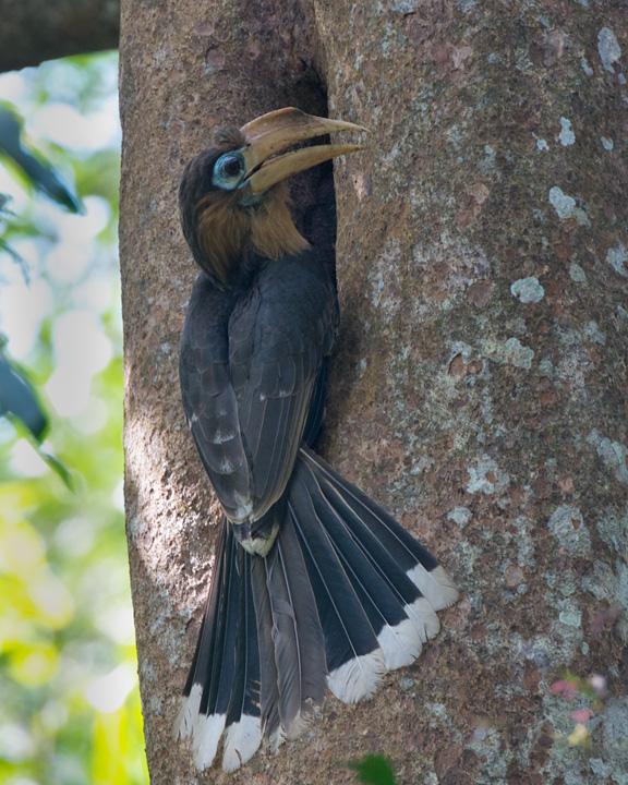 Brown Hornbill Photo by David Bishop