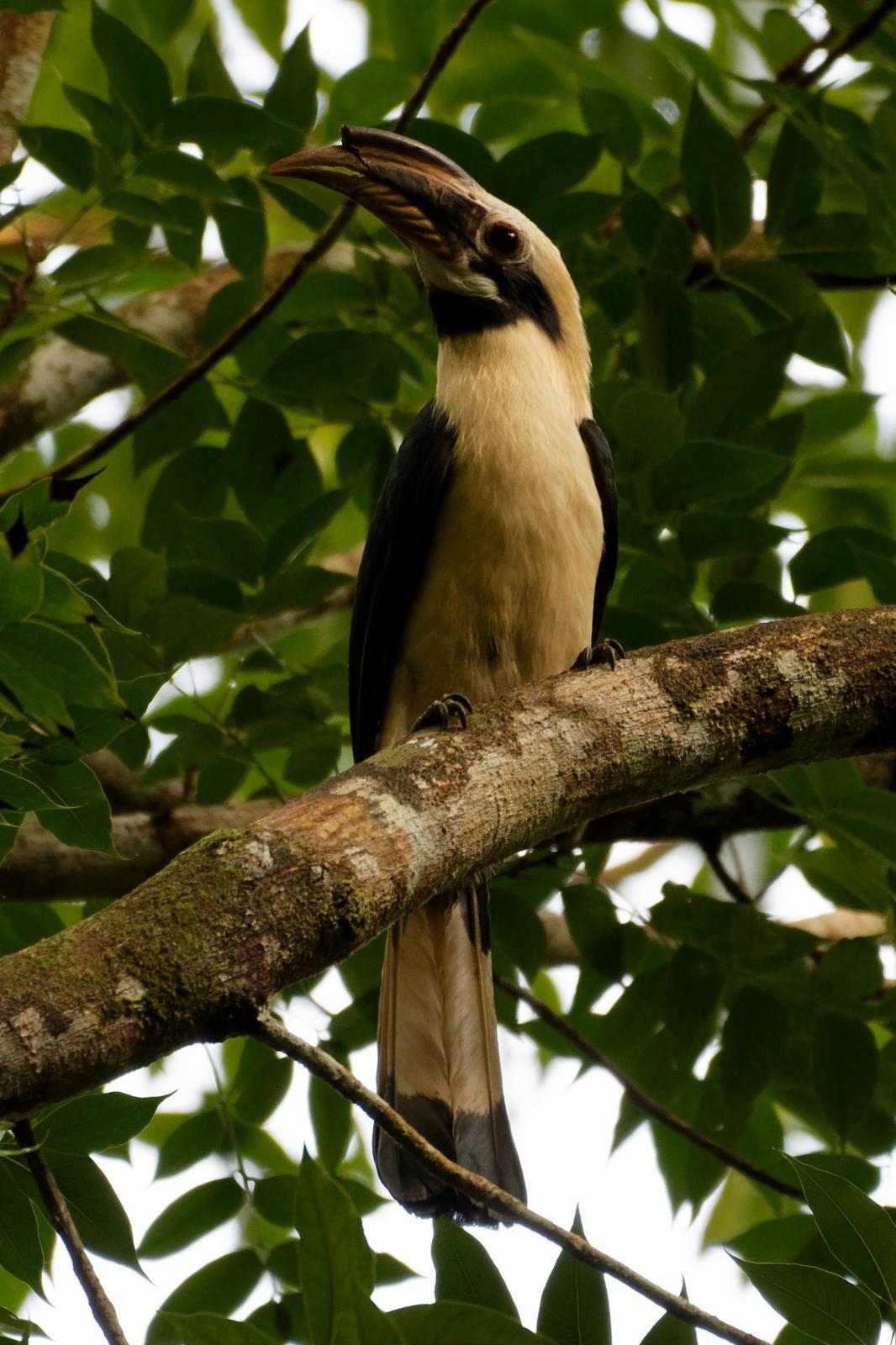 Samar Hornbill Photo by Robert Cousins