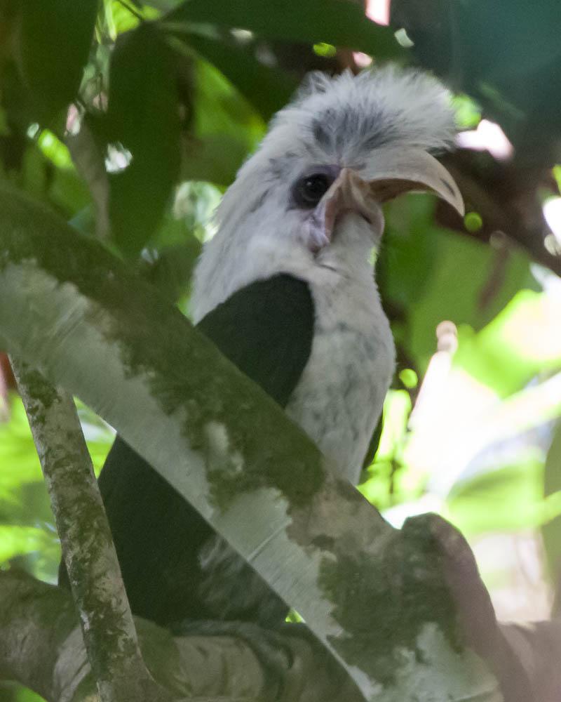 White-crowned Hornbill Photo by Tom Reynolds