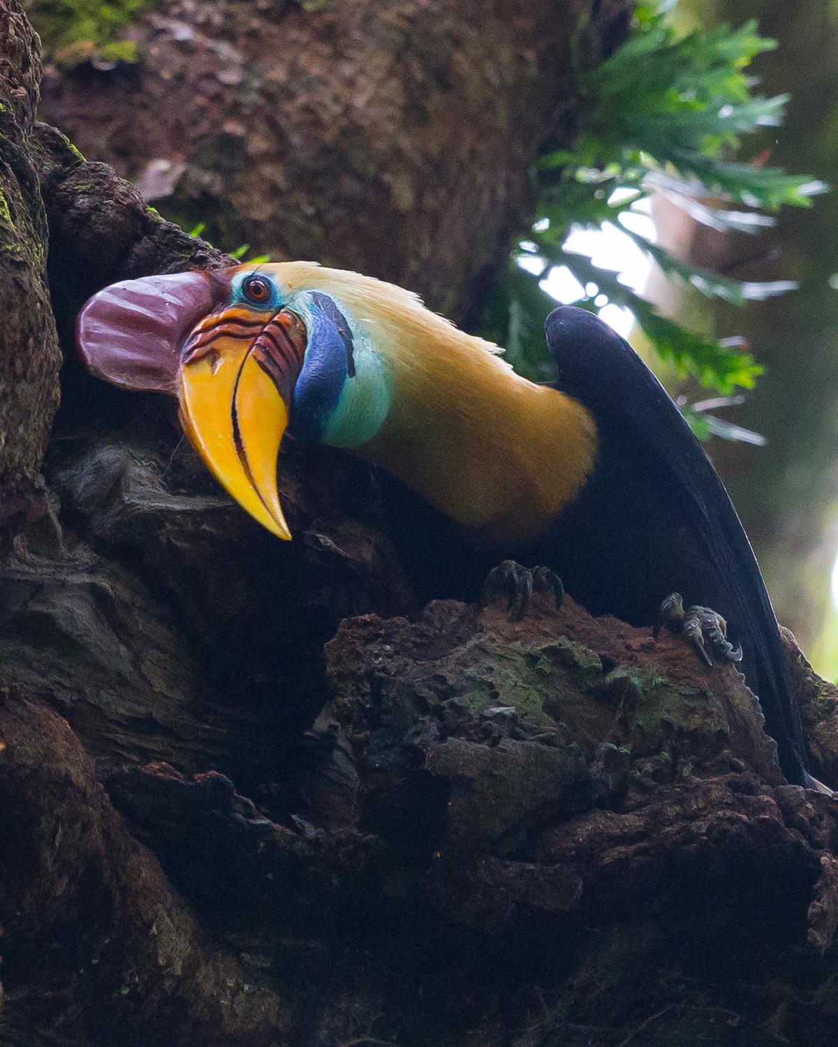 Knobbed Hornbill Photo by Roland Speck