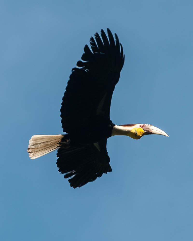 Wreathed Hornbill Photo by Tom Reynolds
