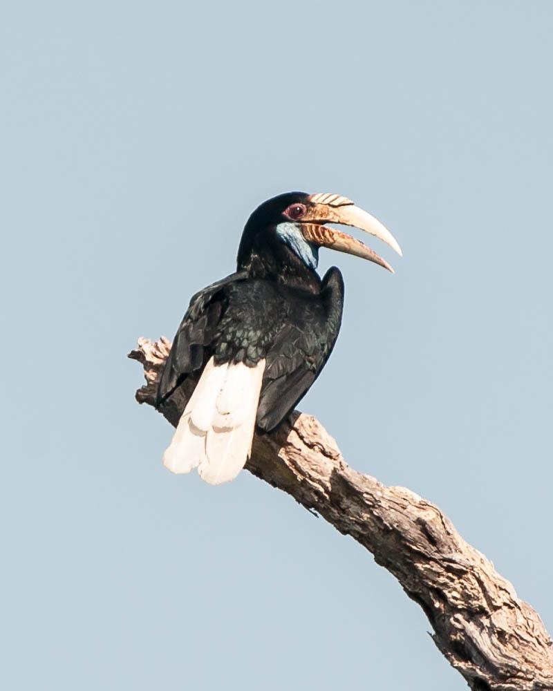 Wreathed Hornbill Photo by Tom Reynolds