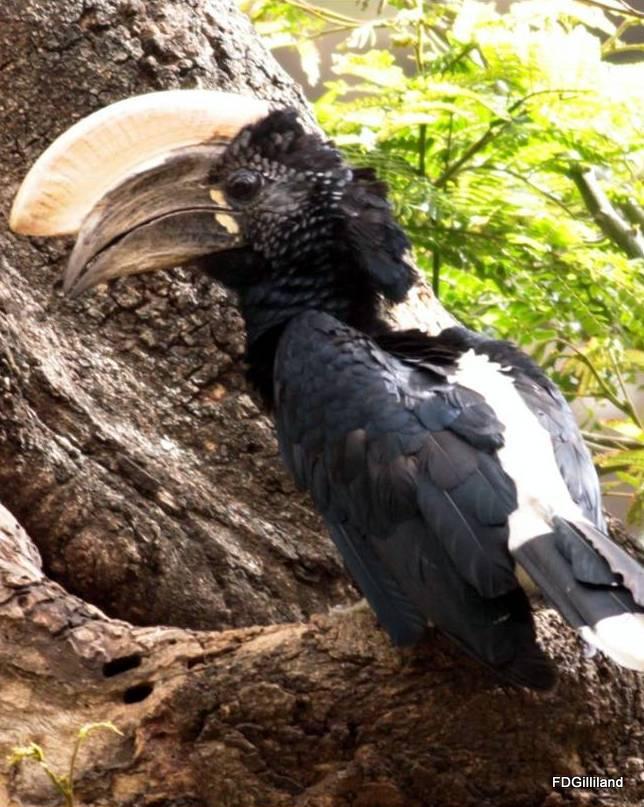 Silvery-cheeked Hornbill Photo by Frank Gilliland