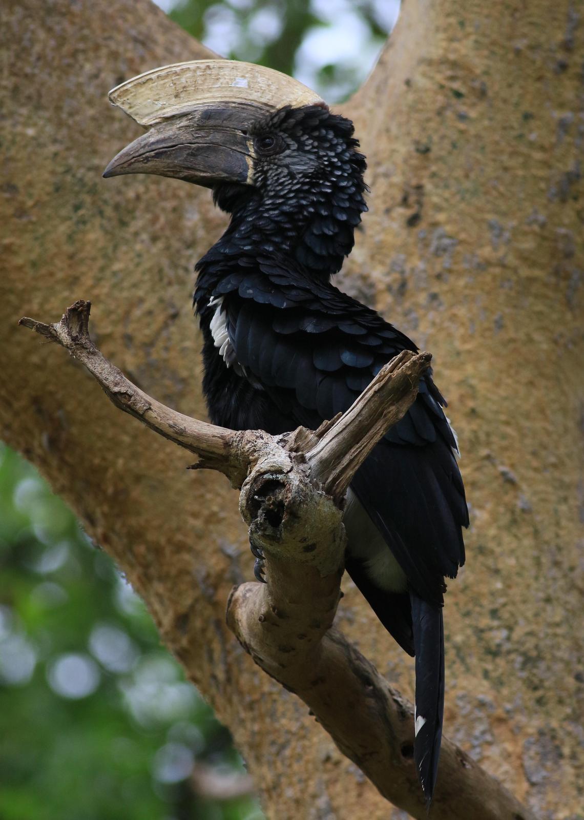 Silvery-cheeked Hornbill Photo by Pat Schleiffer