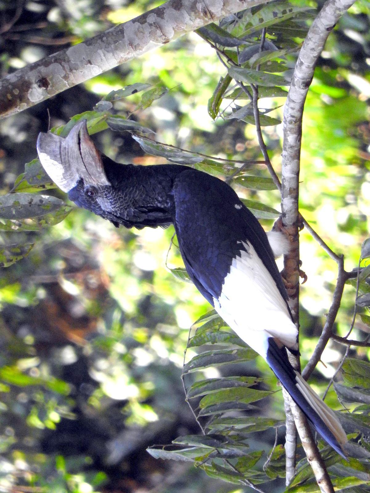 Black-and-white-casqued Hornbill Photo by Todd A. Watkins