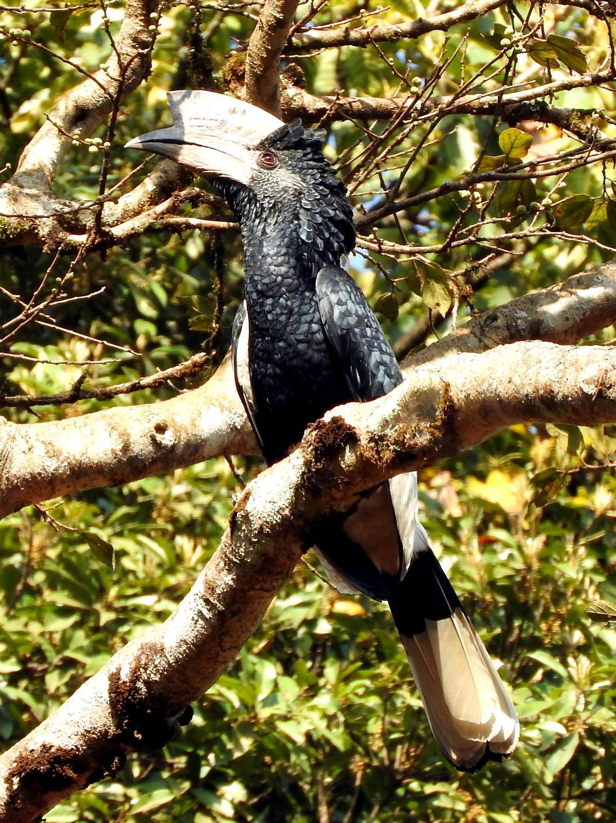 Black-and-white-casqued Hornbill Photo by Todd A. Watkins
