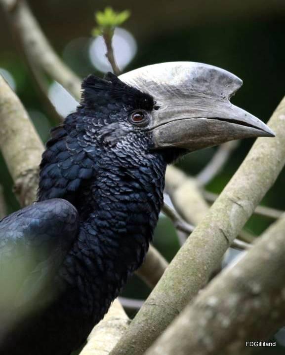 Black-and-white-casqued Hornbill Photo by Frank Gilliland