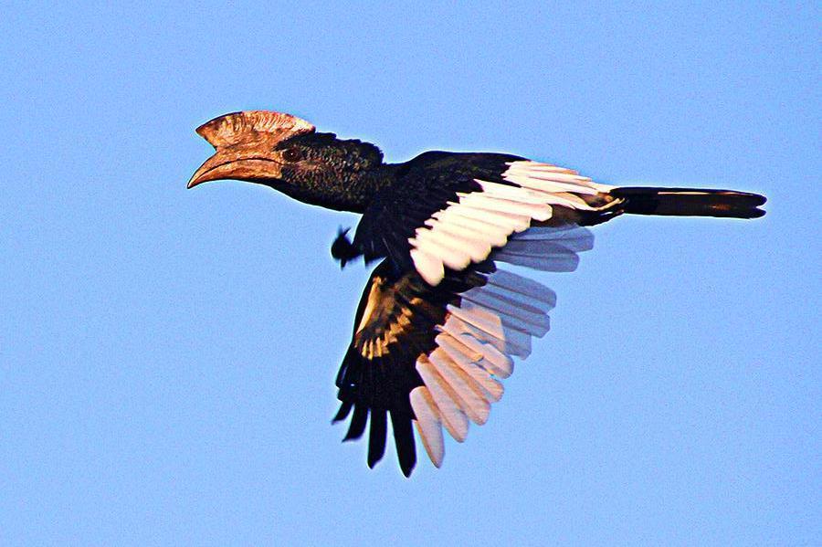 Black-and-white-casqued Hornbill Photo by Ian Phillips