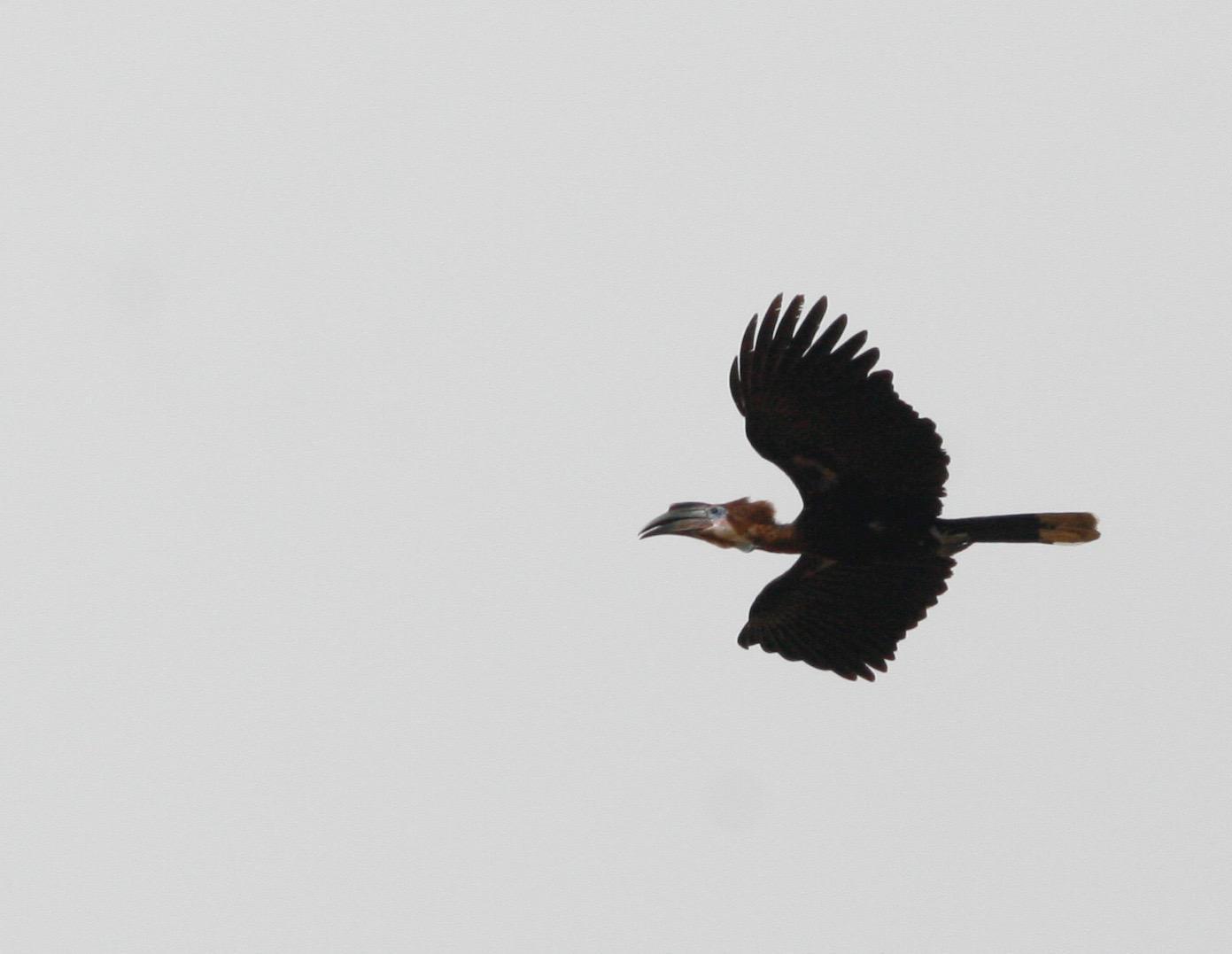 Black-casqued Hornbill Photo by Oscar Johnson