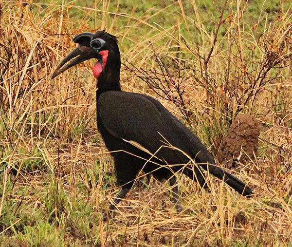 Abyssinian Ground-Hornbill Photo by Ian Phillips