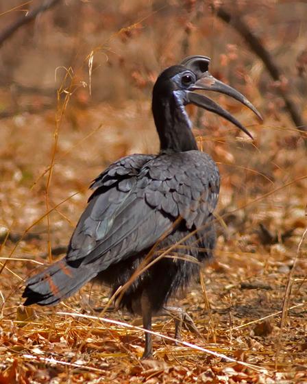 Abyssinian Ground-Hornbill Photo by Stephen Daly