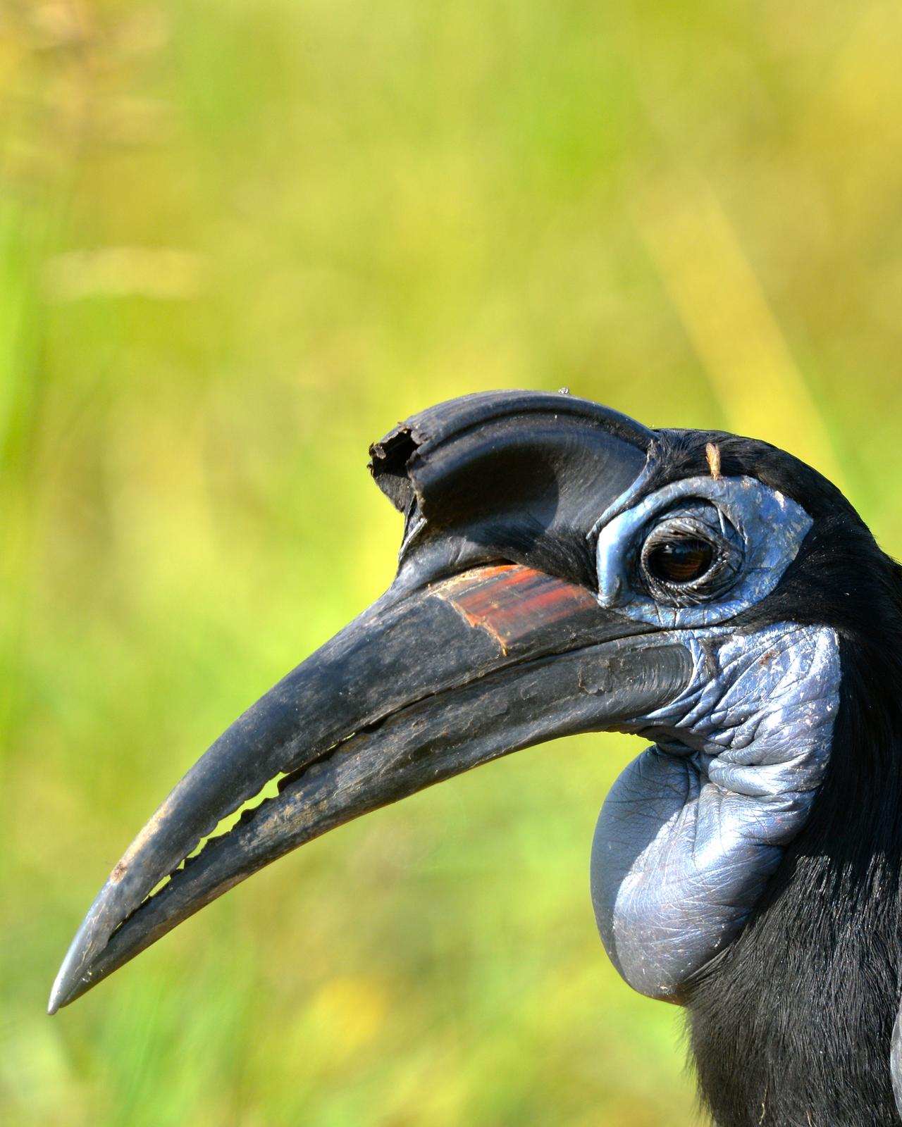 Abyssinian Ground-Hornbill Photo by Gerald Friesen