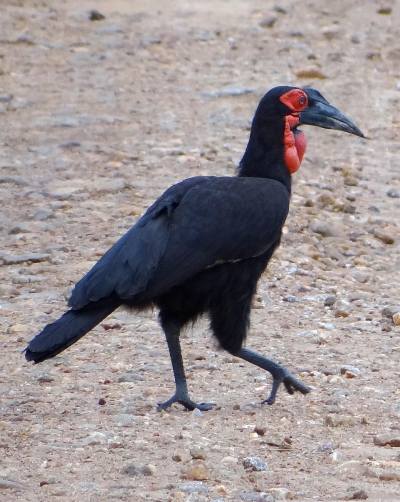 Southern Ground-Hornbill Photo by Todd A. Watkins
