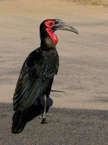 Southern Ground-Hornbill Photo by Richard  Lowe