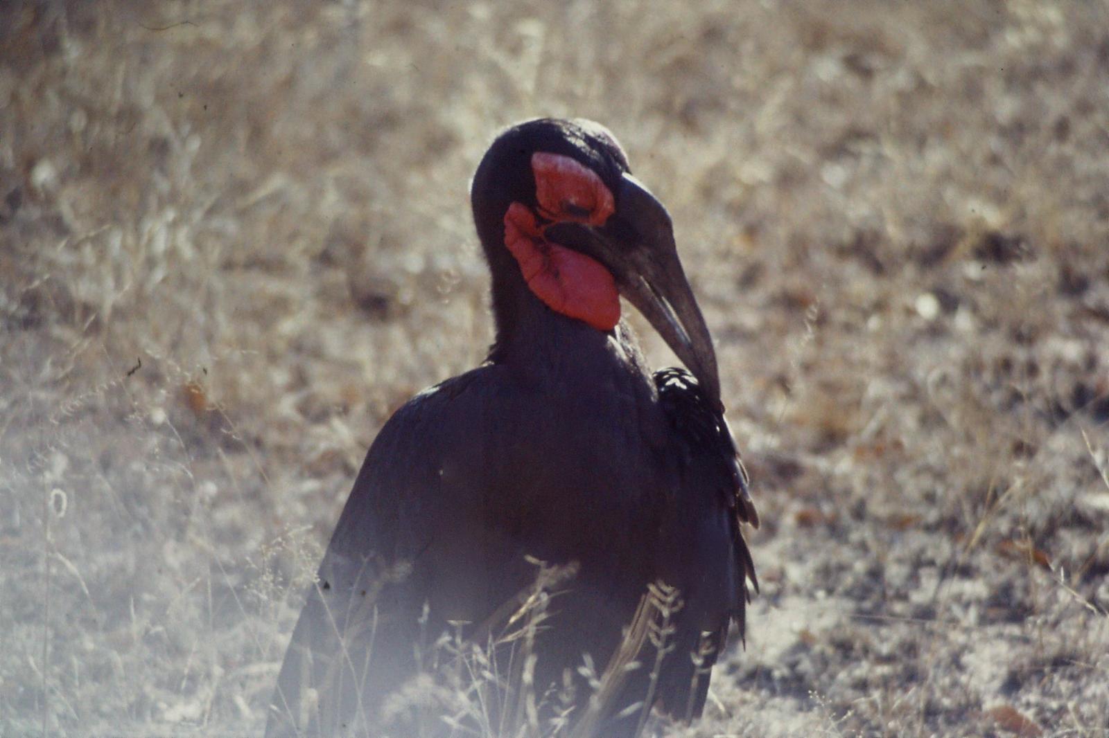 Southern Ground-Hornbill Photo by Peter Lowe