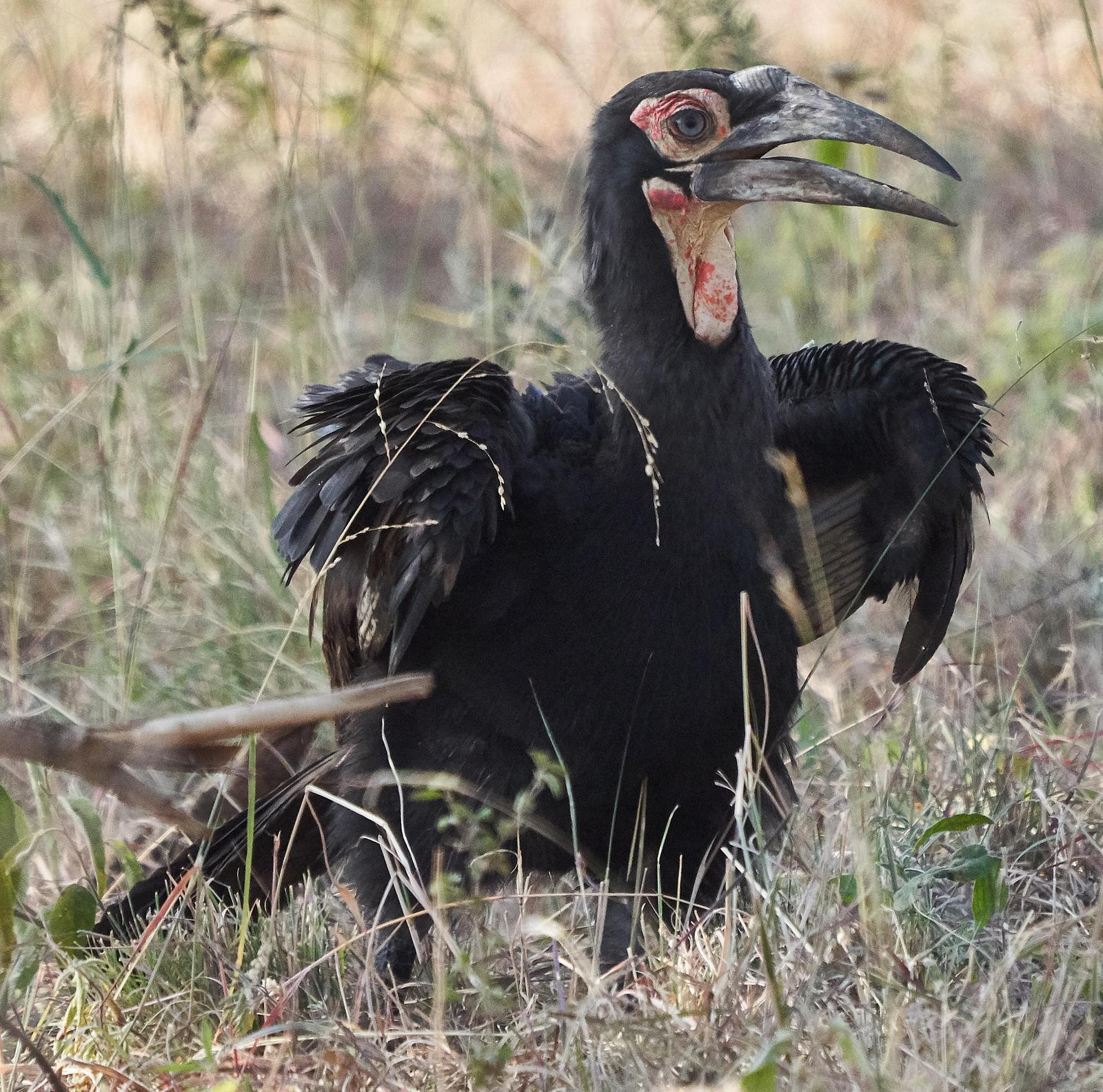 Southern Ground-Hornbill Photo by Steven Cheong