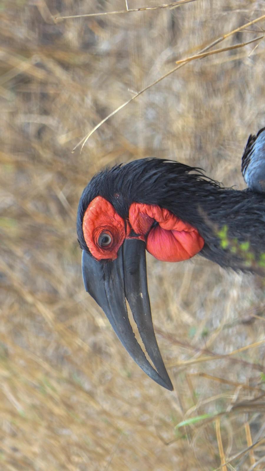 Southern Ground-Hornbill Photo by Randy Siebert