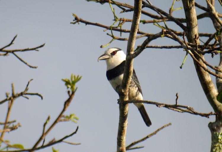 White-necked Puffbird Photo by Andre  Moncrieff