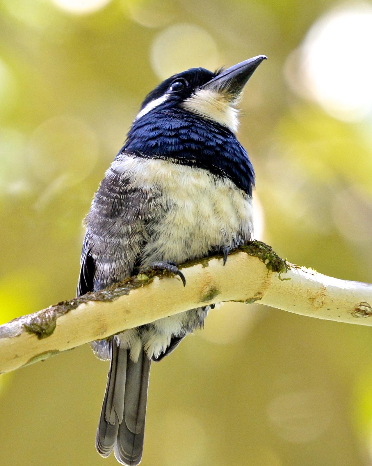 Black-breasted Puffbird Photo by Gerald Friesen