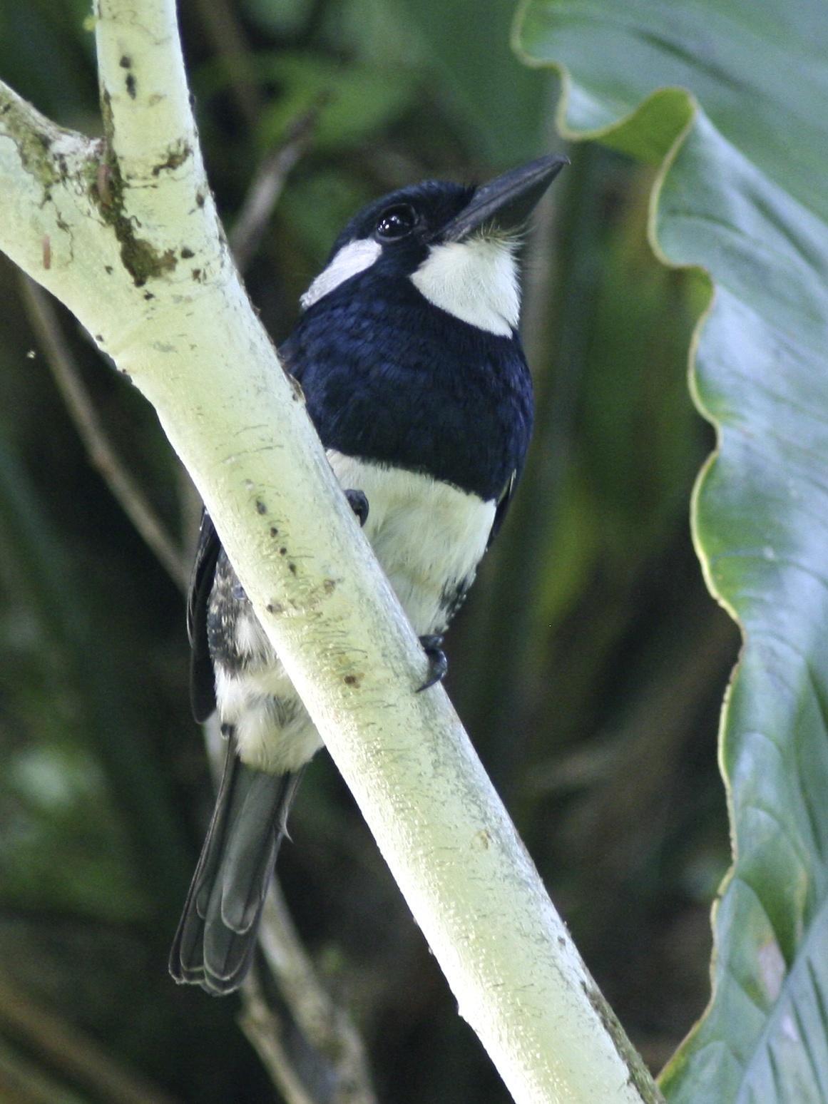 Black-breasted Puffbird Photo by Nicole Desnoyers