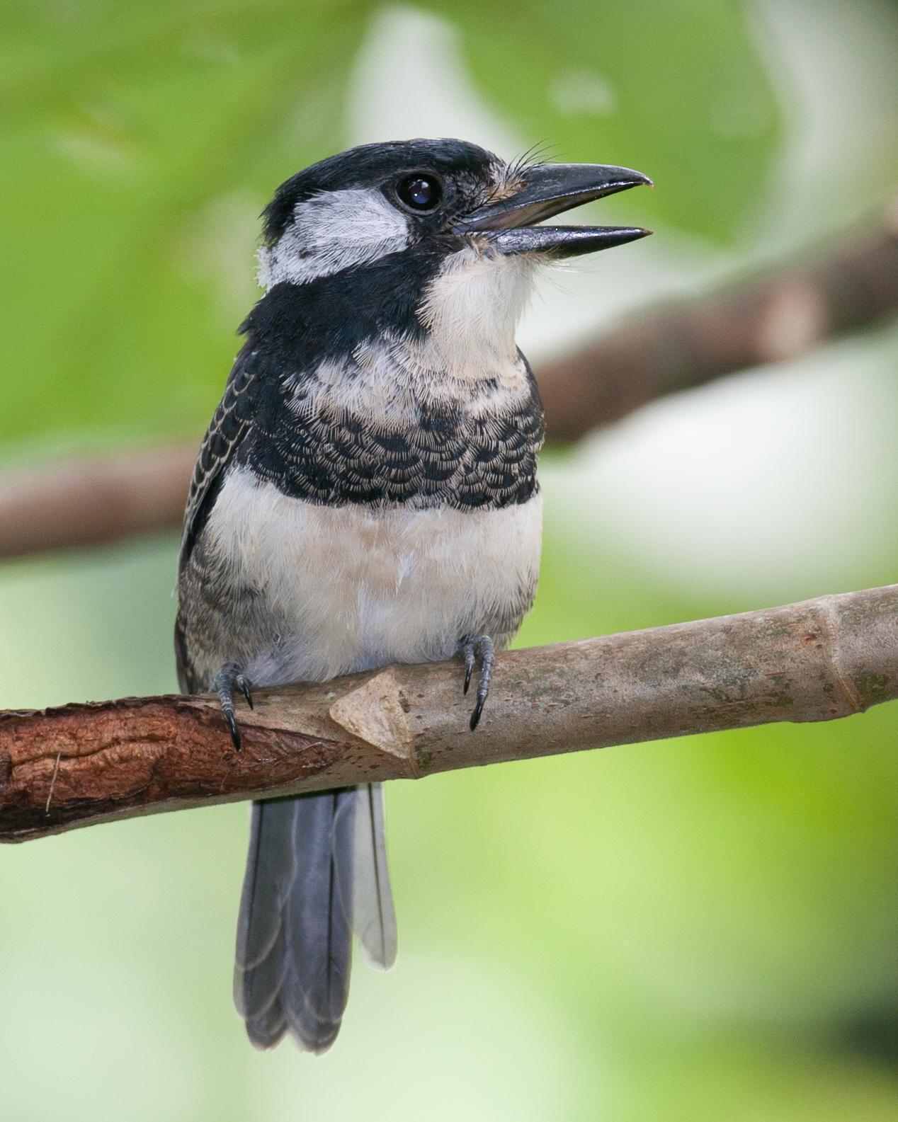 Black-breasted Puffbird Photo by Robert Lewis