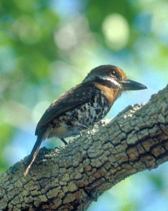 Spotted Puffbird Photo by Peter Boesman