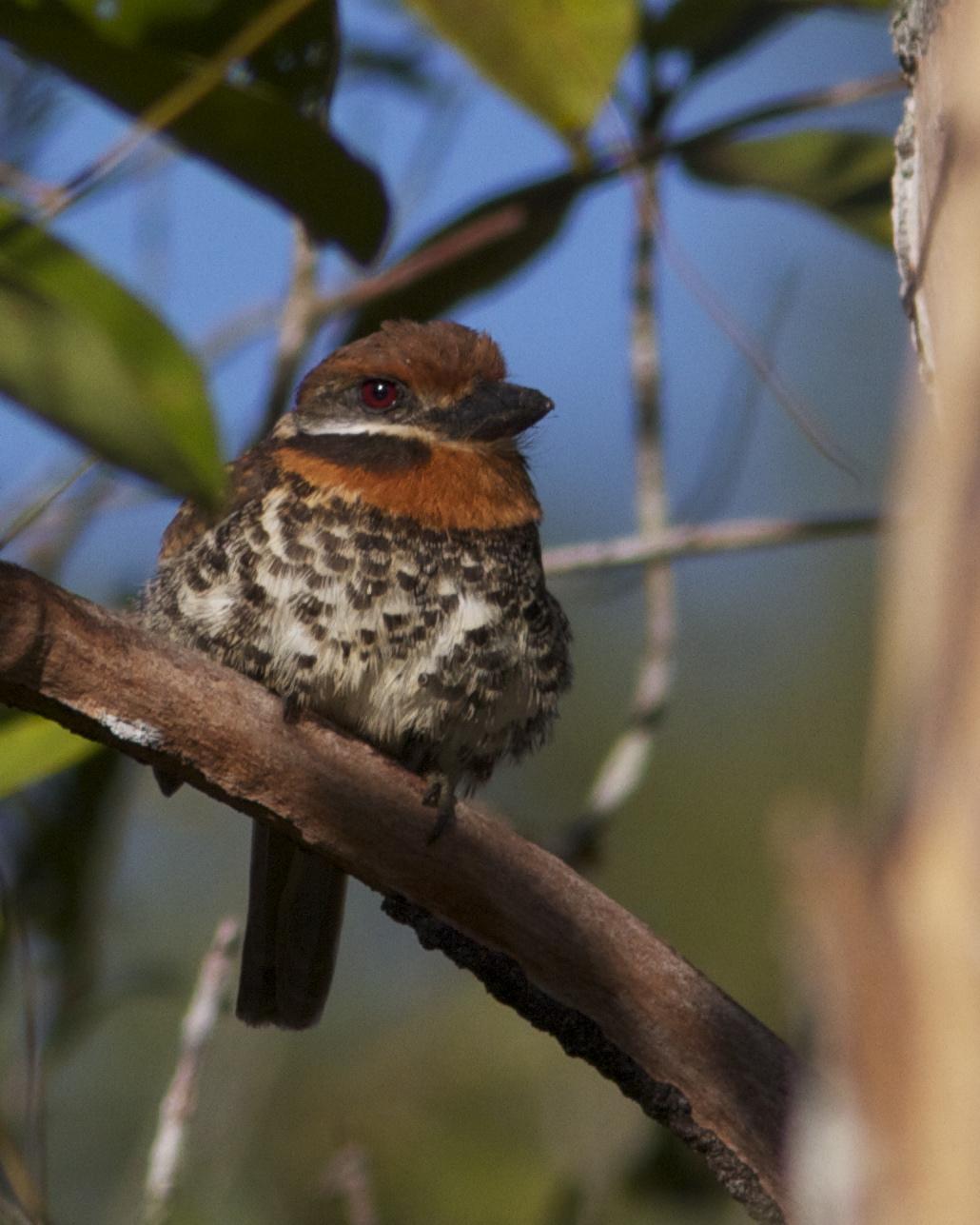 Spotted Puffbird Photo by Marcelo Padua
