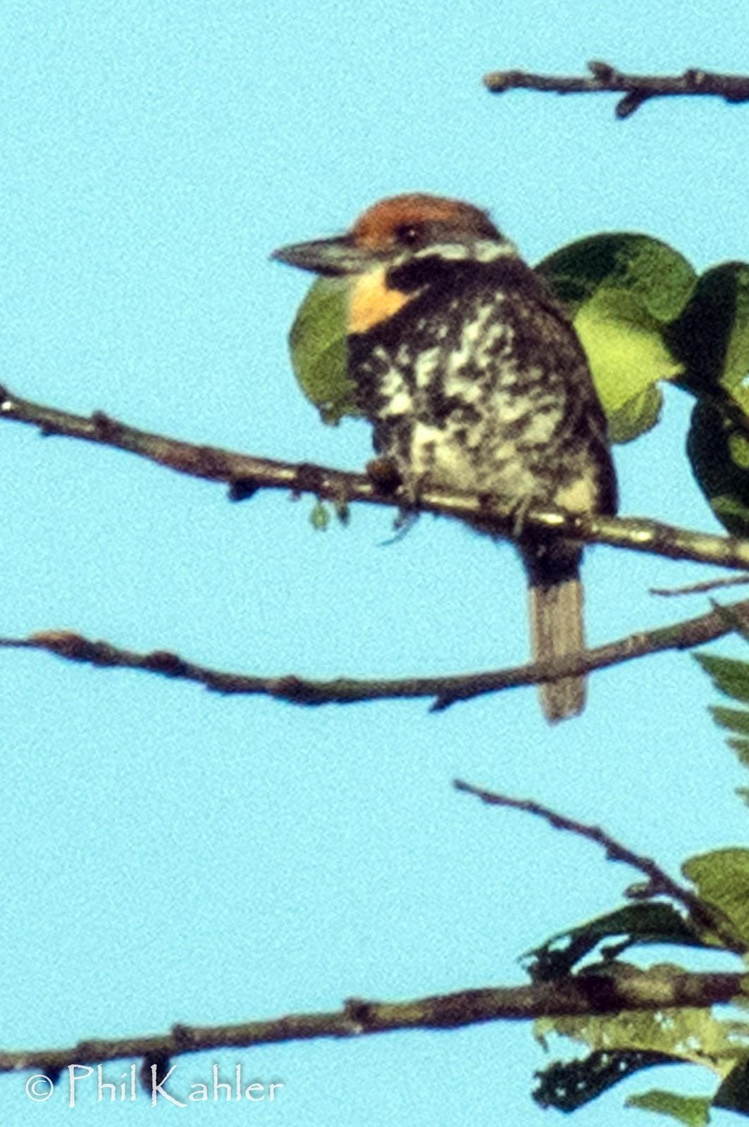 Spotted Puffbird Photo by Phil Kahler