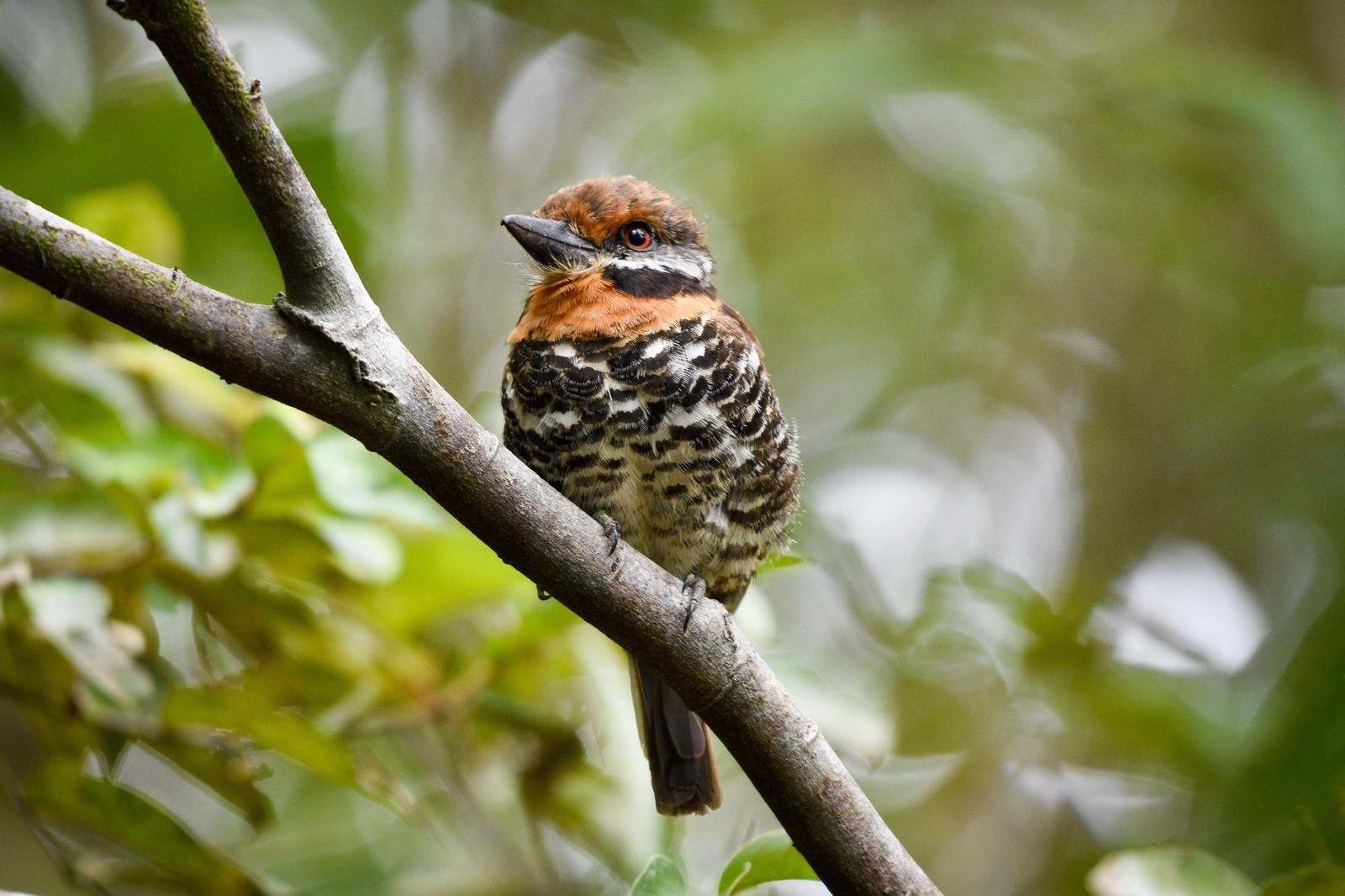 Spotted Puffbird Photo by Julio Delgado