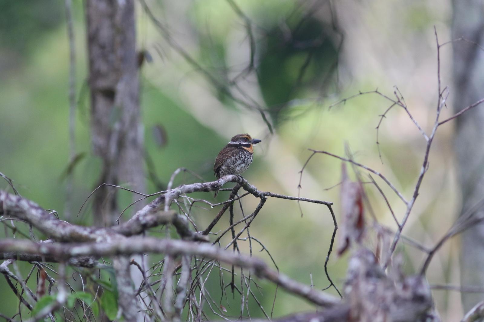 Spotted Puffbird Photo by Leonardo Garrigues