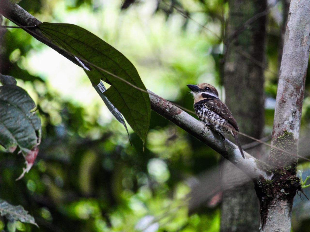 Spotted Puffbird Photo by George Dávila