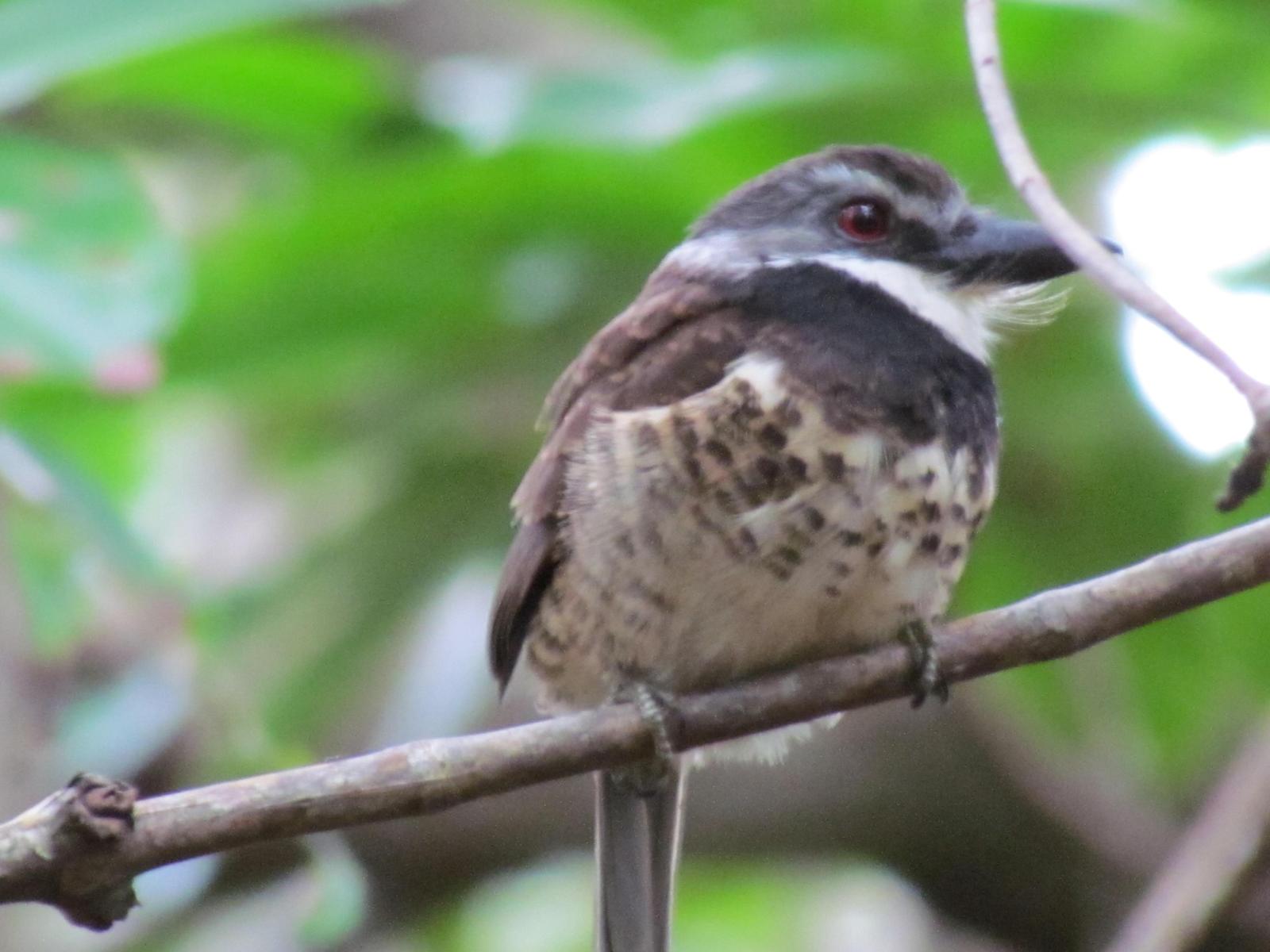 Sooty-capped Puffbird Photo by Jeff Harding