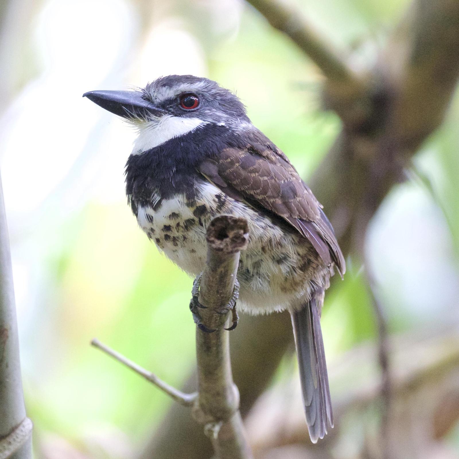Sooty-capped Puffbird Photo by Nicole Desnoyers