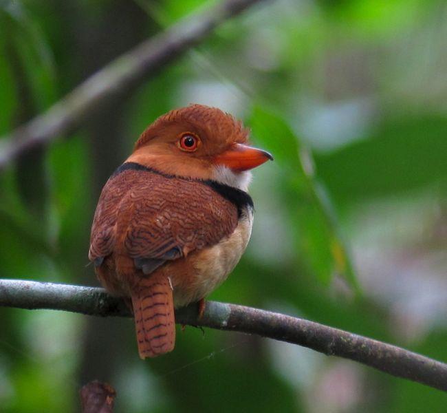 Collared Puffbird Photo by Andre  Moncrieff