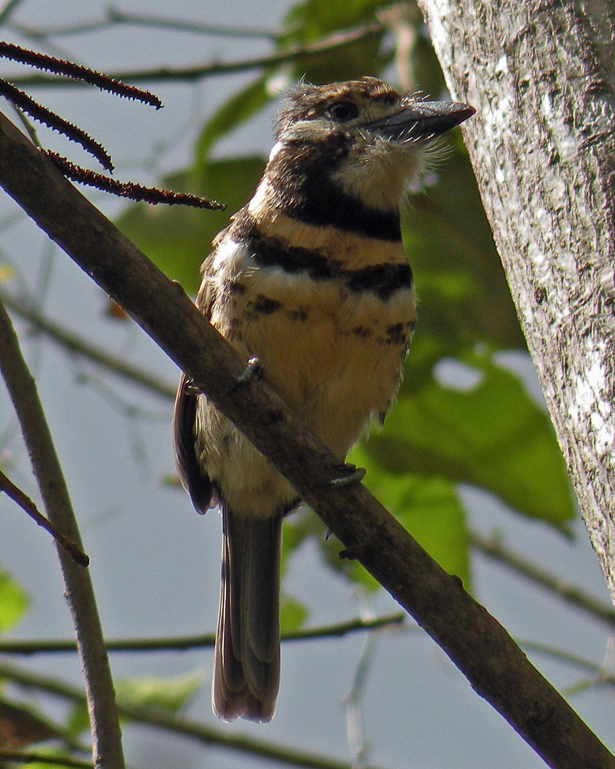 Russet-throated Puffbird (Two-banded) Photo by Robert Polkinghorn