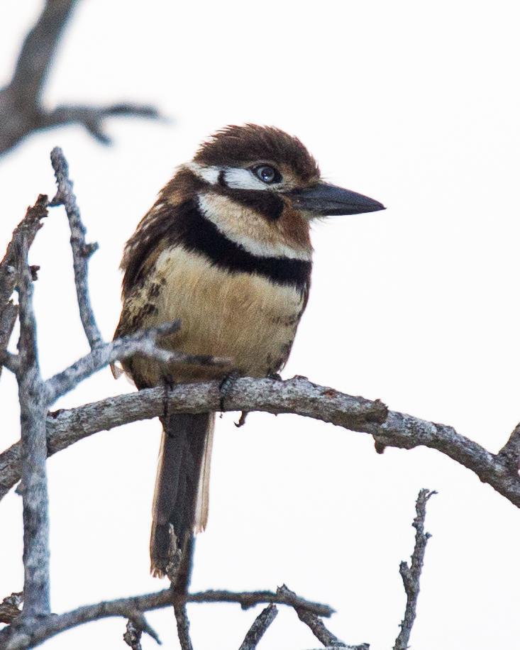 Russet-throated Puffbird (Two-banded) Photo by Robert Lewis