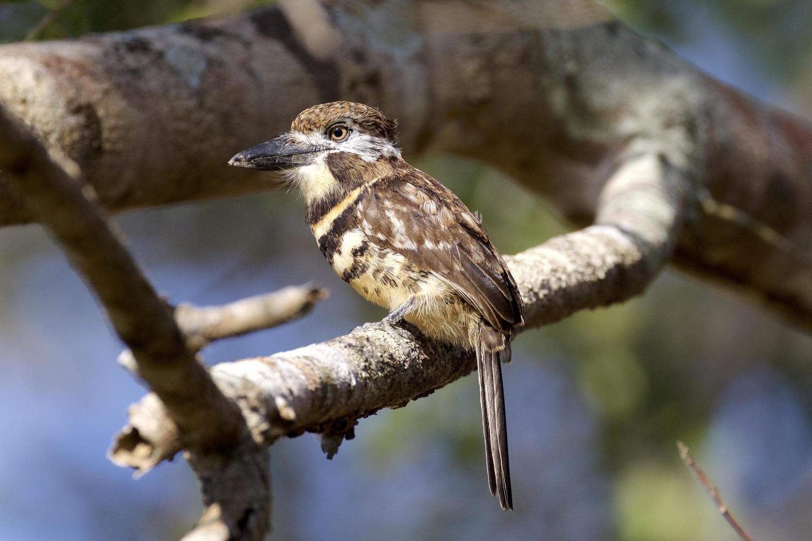 Russet-throated Puffbird (Two-banded) Photo by Nicole Desnoyers