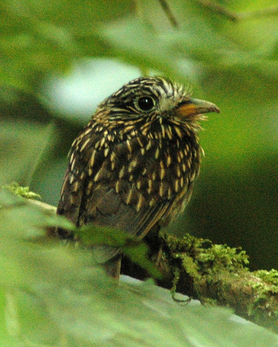White-chested Puffbird Photo by David Hollie