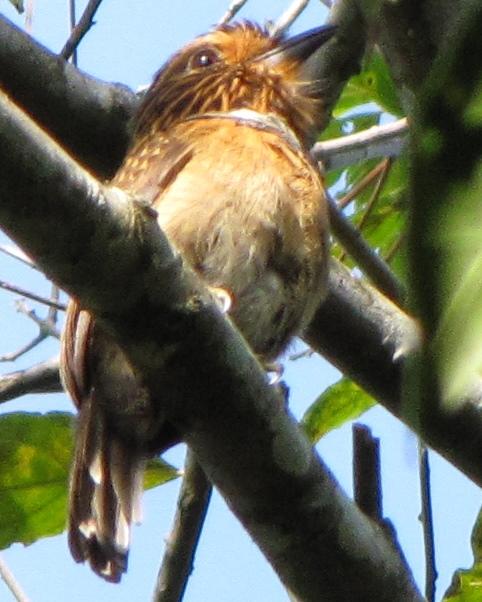Crescent-chested Puffbird Photo by Kent Fiala