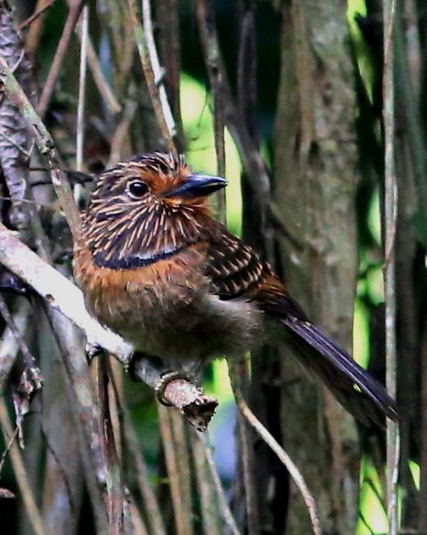 Crescent-chested Puffbird Photo by Rohan van Twest