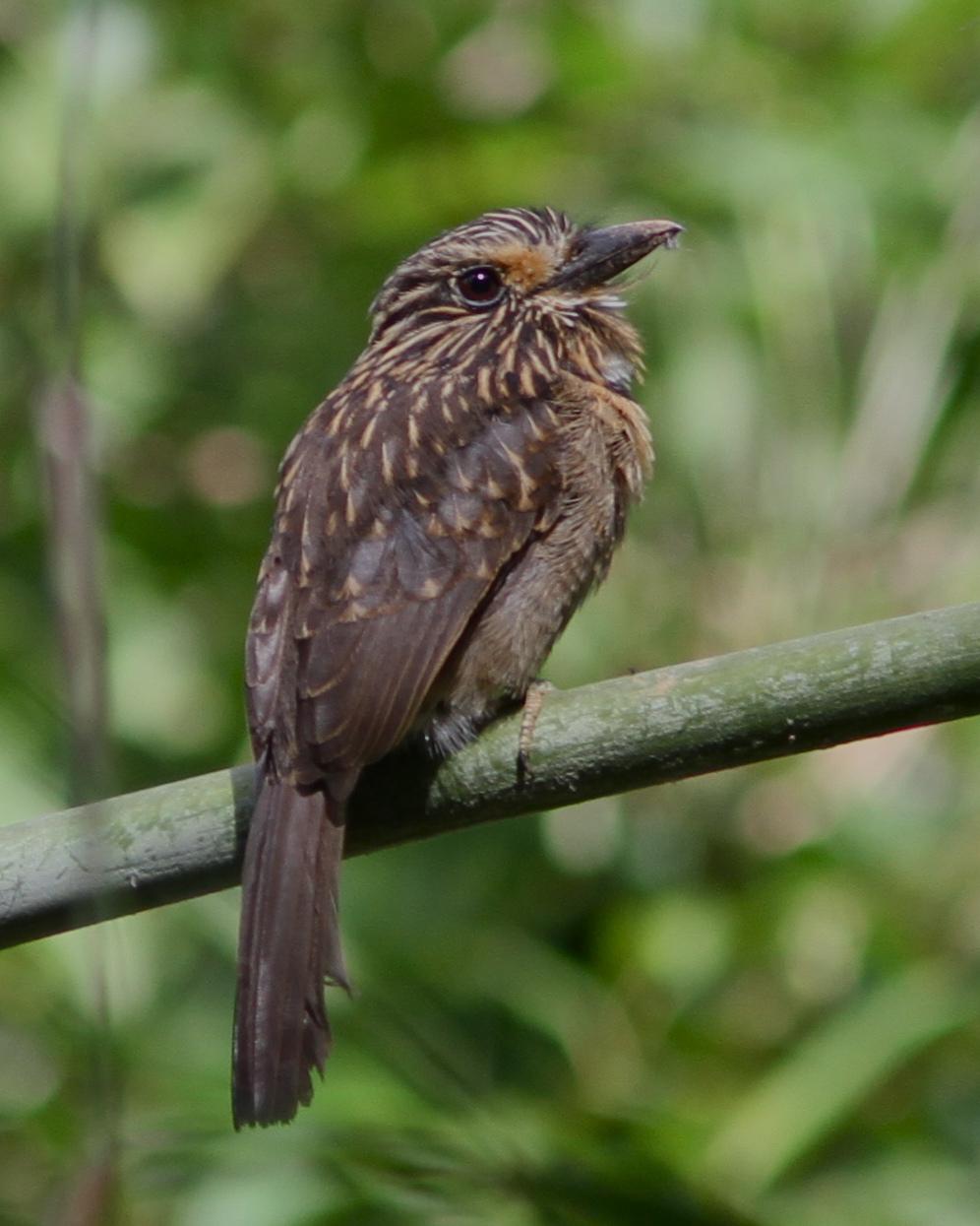 Crescent-chested Puffbird Photo by Marcelo Padua