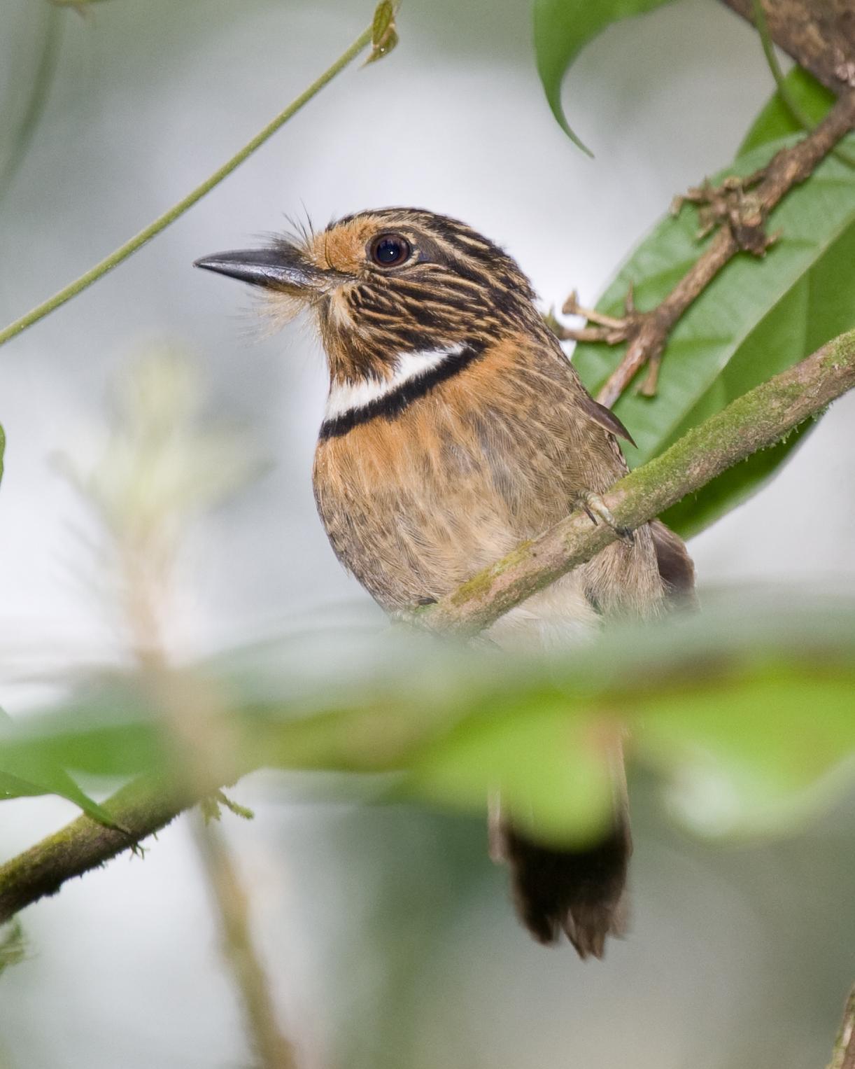 Crescent-chested Puffbird Photo by Robert Lewis