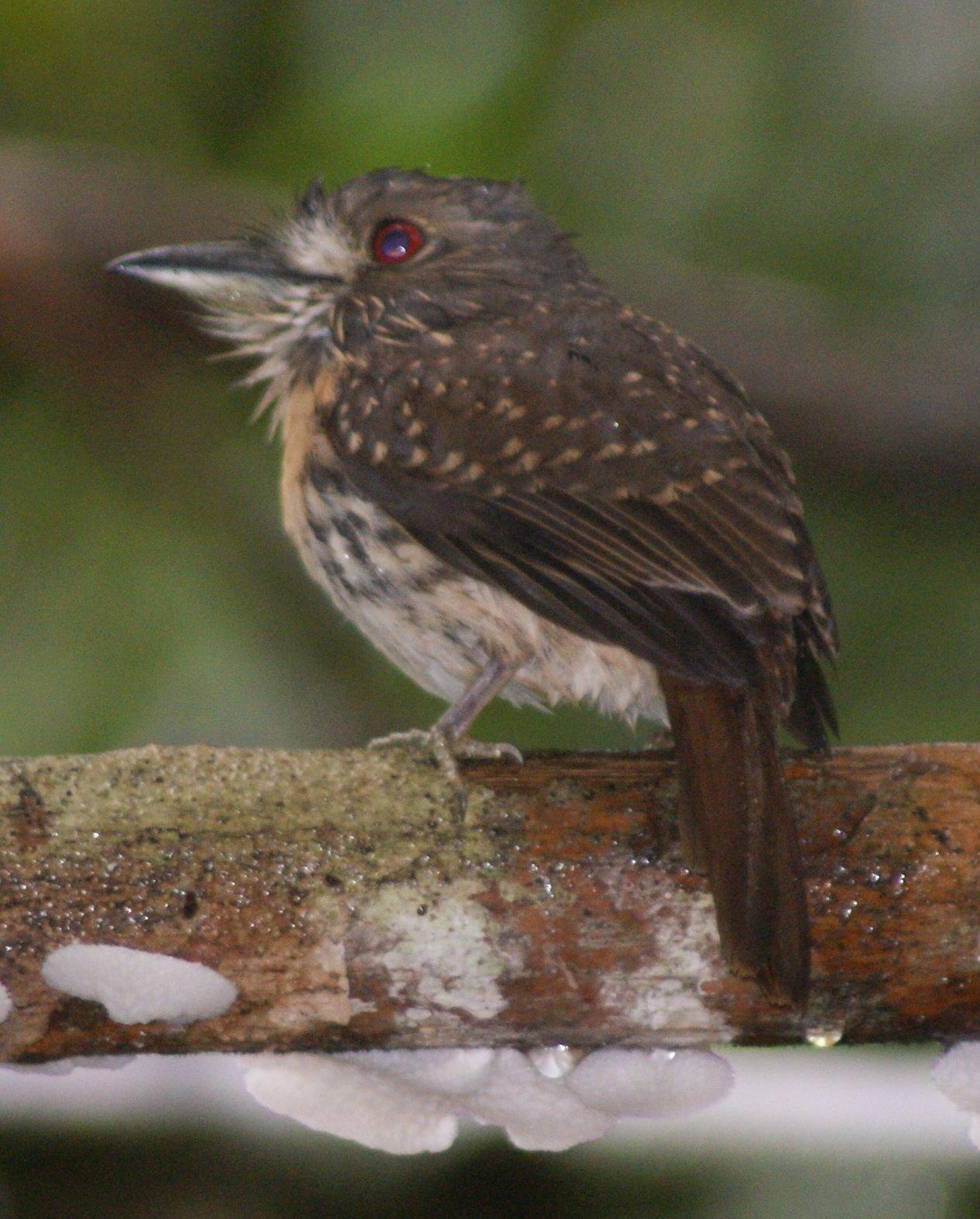 White-whiskered Puffbird Photo by Robin Oxley