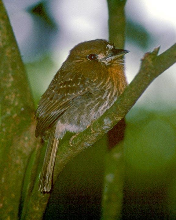 Moustached Puffbird Photo by Peter Boesman